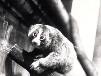 Slow Loris on a branch at the zoo